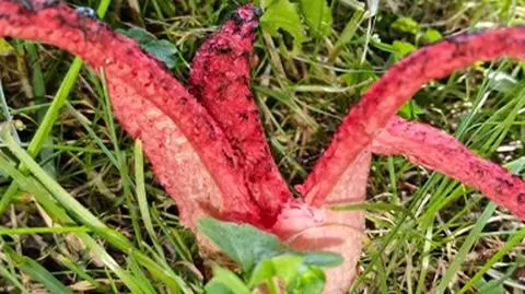 W ogródku na trawniku wyrósł grzyb z Australii. "Zrobiłam sensację na pół wsi"