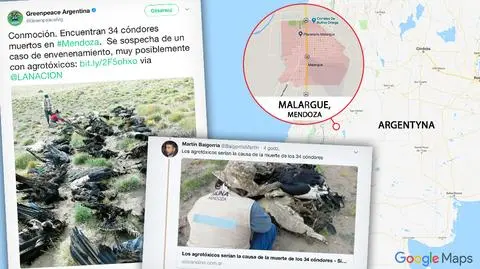 Dziesiątki martwych kondorów w Andach. Wyjaśniona tajemnica śmierci ptaków