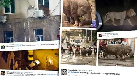 Dzikie zwierzęta grasują po gruzińskiej stolicy. Z zoo wypłoszyła je powódź
