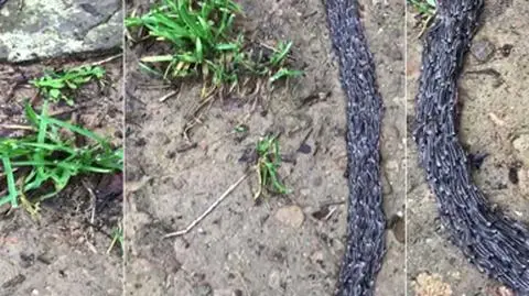 "Długie i tak dziwnie się ruszało". Po ziemi pełzała oślizgła masa