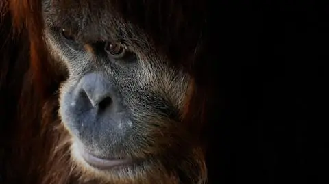 Orangutany mogą zniknąć z powierzchni Ziemi
