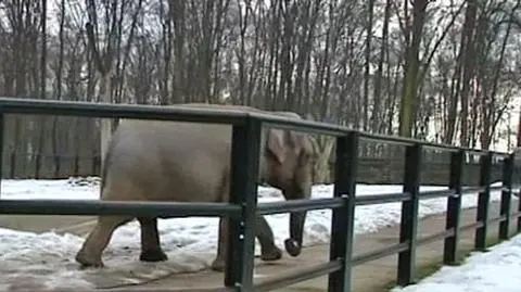 Wiosna budzi zoo do życia. Po słoniach trudno cokolwiek poznać