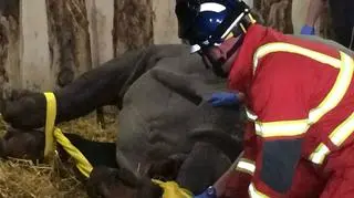 Strażacy pomogli nosorożcowi w potrzebie