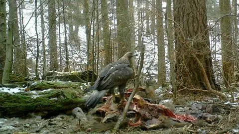 Szczątki żubra miały przyciągnąć wilki.Zjawił się jednak inny "gość"