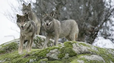 Coraz więcej wypadków samochodowych z udziałem wilków
