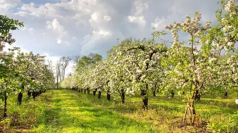 Pogoda na majówkę: kapryśna i burzliwa