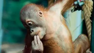 Orangutany z zoo w Toronto otrzymają iPady