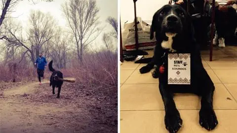 Pies Eto maratończykiem. "On jest uzależniony od biegania"