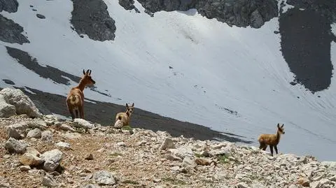 W Tatrach zamykają szlaki dla narciarzy. W trosce o żyjące tam zwierzęta