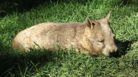 Naukowcy już wiedzą, dlaczego odchody wombatów mają kształt sześcianów