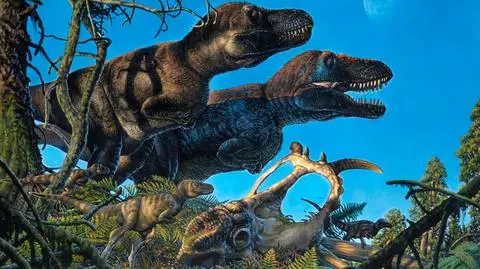 Artystyczna wizja tyranozaurów i ich młodych na terenie Arktyki w okresie kredy (autor: James Havens)