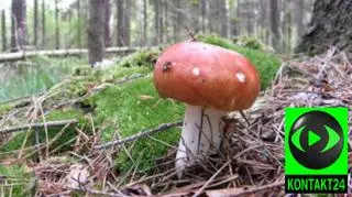 Takiego grzyba znalazła nasza internautka