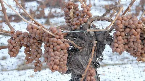 W Krakowie powstanie wino lodowe