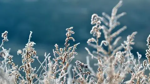 To będzie mroźny dzień