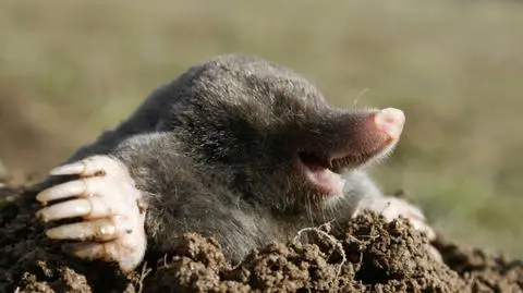 Zagadka dodatkowych kciuków kreta rozwiązana?