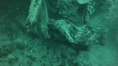 Tak wygląda podwodny las (Francis Choi/NOAA)