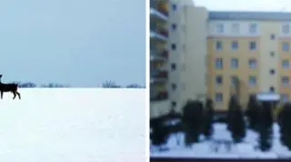 W Wilczym Szańcu śniegu nie brakowało