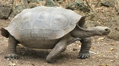 Ktoś ukradł żółwie z Galapagos. Sprawców nie ujęto