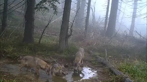"Pogoda pod wilkiem". Zwierzęta złapane w fotopułapkę