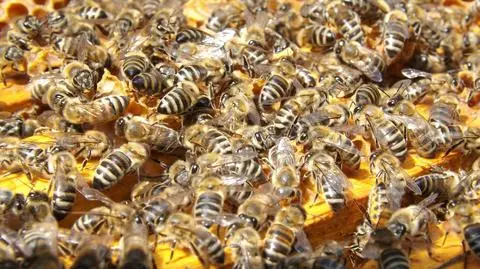 Leśnicy zawiesili kłody bartnicze. Pomagają dzikim pszczołom