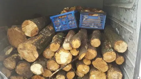 Złodziej zamierzał już odjechać ze skradzionym drewnem, ale poszedł na grzyby