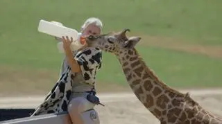 Żyrafa mieszka w zoo w San Diego