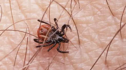 Uważajmy na kleszcze