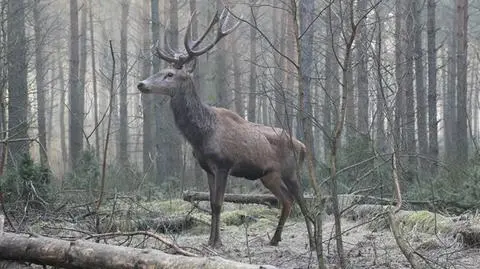 Ocalony przez leśniczych z nadleśnictwa Łomża piękny jeleń