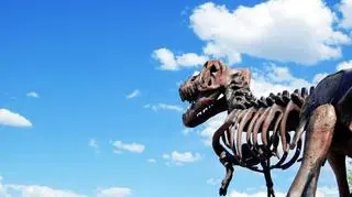 Znalezisko dowodzi, że gigantyczne dinozaury żyły na całym globie
