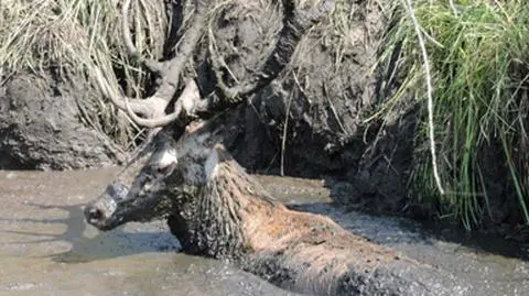 Jelenie utknęły w błocie