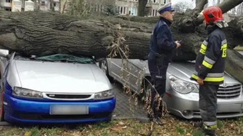 Powalone drzewa, przygniecione samochody. Wasze relacje z wichur