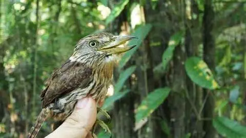 Niemożliwe stało się faktem. 381 nowych gatunków w Amazonii  