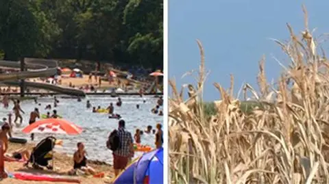 Wyjałowione plony, pożary. Niemcy zmagają się z suszą