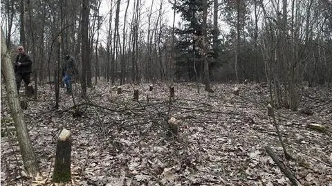 45 dębów ściętych. Tym razem nie przez człowieka