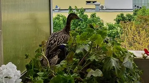 Kaczka na balkonie 