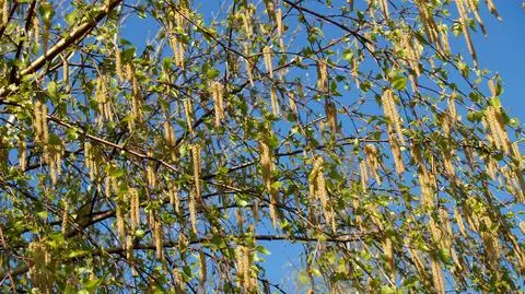 Komunikat dla alergików