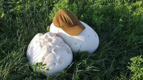 Niebywałe skupisko. Jedne z największych grzybów świata wyrosły w Nadleśnictwie Augustów