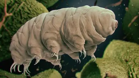 "Są niemalże niezniszczalne". Ludzkość wyginie, one zostaną