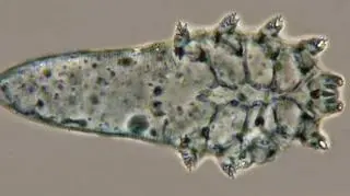 Nużeniec krótki (demodex brevis)