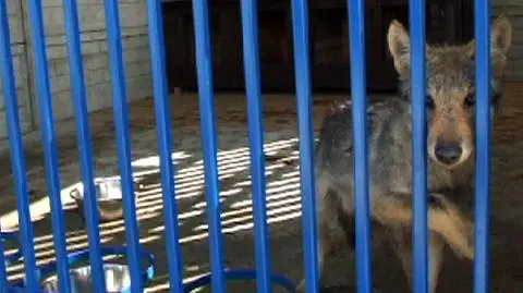 Wilczek wróci do domu. "Wywołają" jego rodzinę