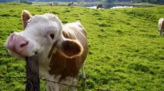 Żywność organiczna ma więcej wartości odżywczej