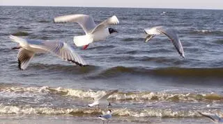 Plaże powoli pustoszeją