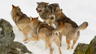 Wilki pojawiły się na Pomorzu Zachodnim
