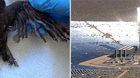 Ptaki palą się w locie nad elektrownią słoneczną