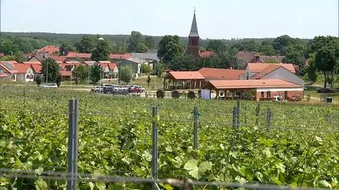 Ziemia Lubuska. Tutaj panuje idealny mikroklimat dla winorośli