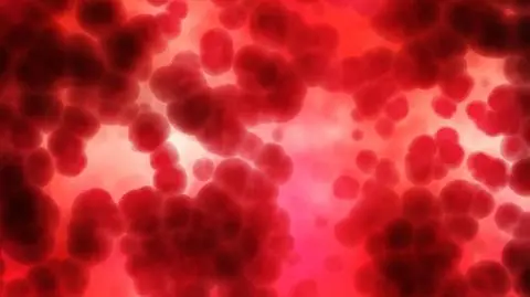 Krew jest jedynym pokarmem nietoperzy wampirów