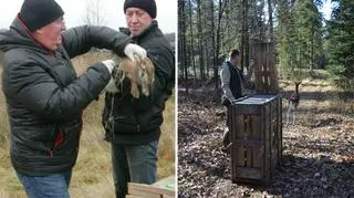 W lasach przybywa drobnej zwierzyny