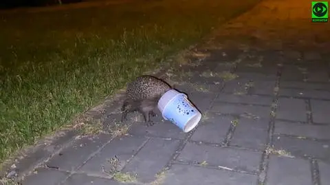 Jeż walczył z głową zaklinowaną w plastikowym kubku