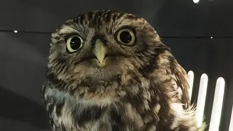 Weterynarze powiedzieli, że jest za gruba