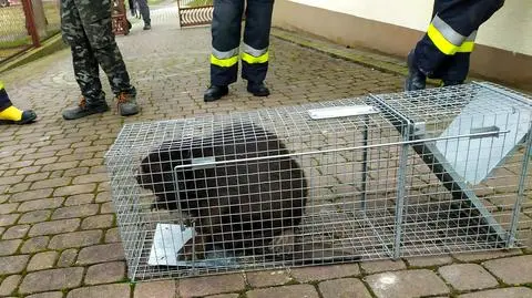 Bóbr wszedł do piwnicy i ugryzł kobietę w nogę